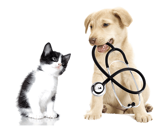 Veterinary Surgery | Surgery Vets in 