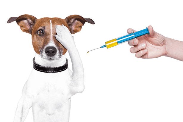 places to vaccinate dogs