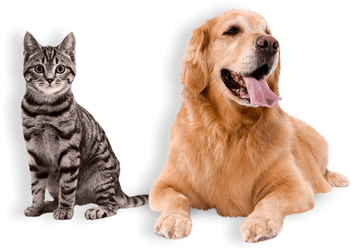 Financial Help For Your Pet Affordable Vets Near Me Animal Hospital